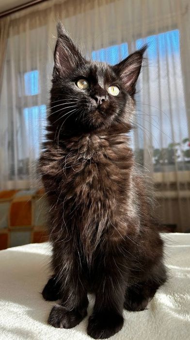 Дівчинка породи Мейн Кун