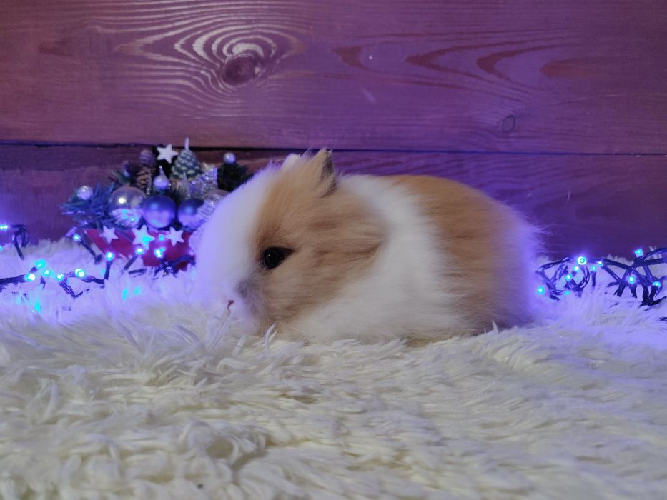 Piękne króliczki karzełki Teddy. Urocze króliczki do rezerwacji.