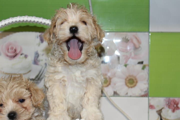 Мальтипу цены супер миники и мелкий стандарт