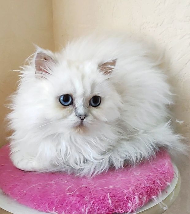 Мальчик шиншилла поинт хайленд