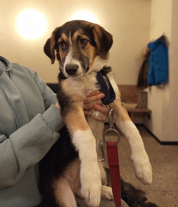 Отдам даром в добрые руки собаку метис бигля