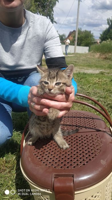 Котята в добрі руки