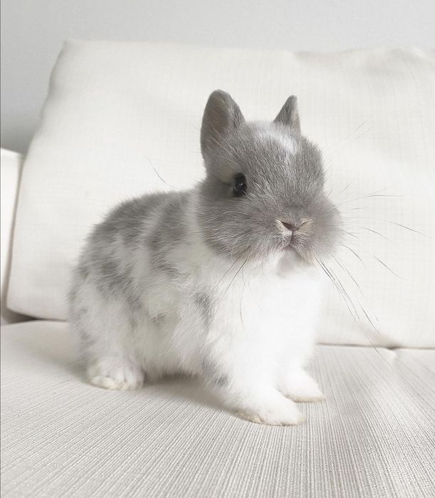 KIT Coelhos anões mini holandês e teddy muito dóceis