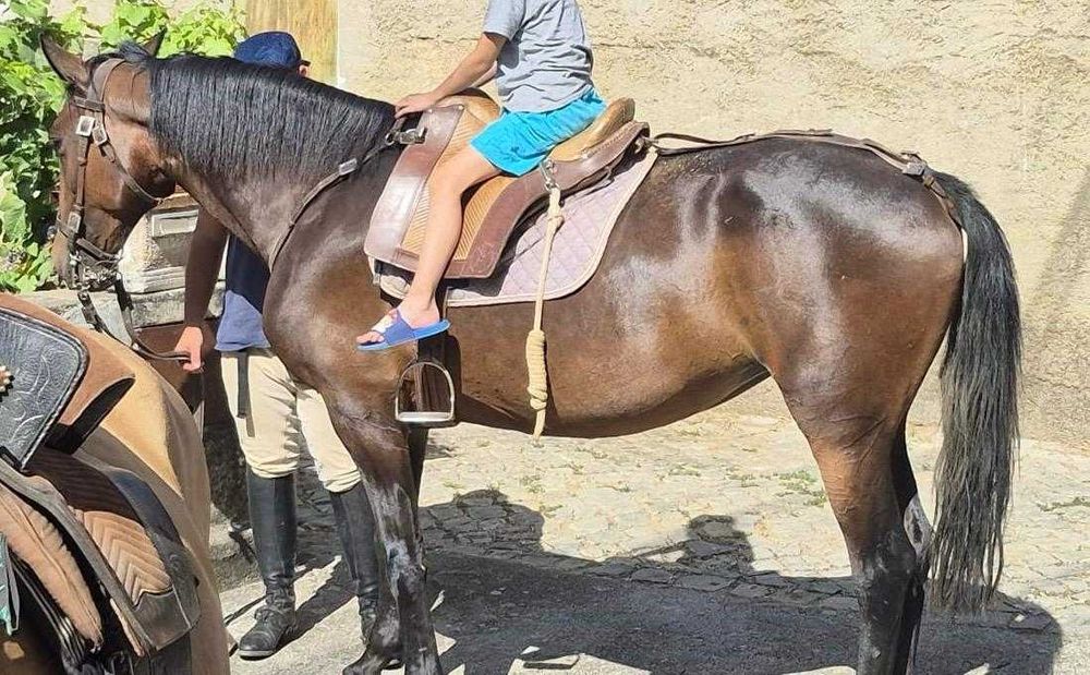 Égua cruzada com 11 anos