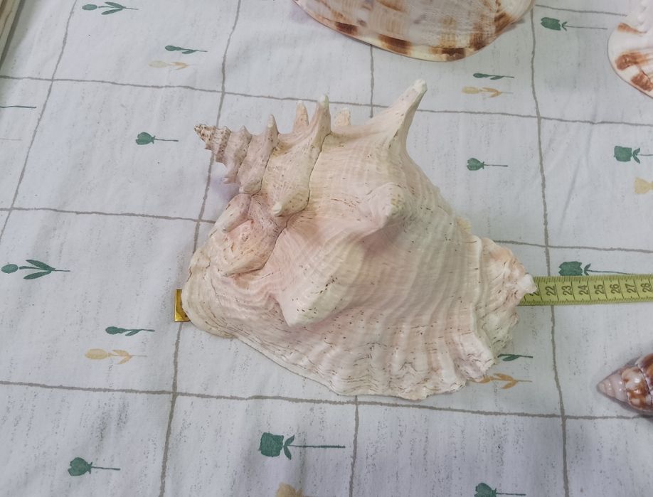 Ракушка морская большая Стромбус