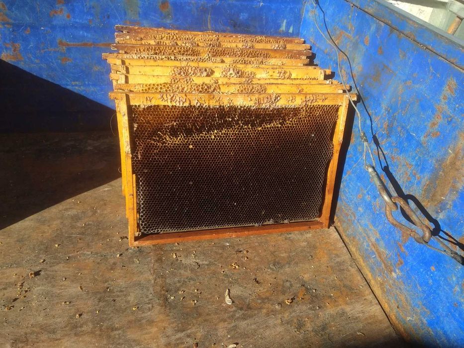 Продам бджолині рамки.