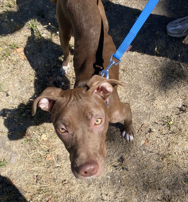 Молодая девочка питбуль ищет дом