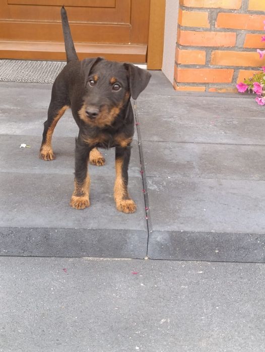 Niemiecki Terrier Myśliwski