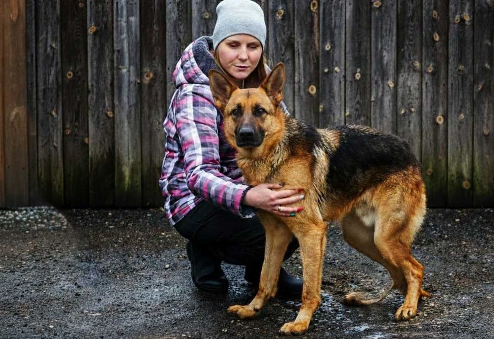 GALEON - piękny pies w typie owczarek niemiecki