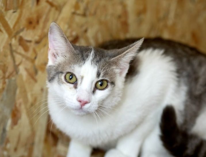 Круз, котенок 1 год, шилопопик, забавный котик