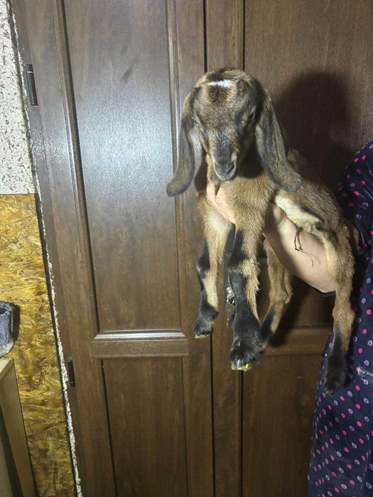 Англо Нубийские козлята .