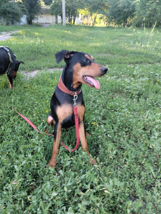 Девочки немецкого пинчера