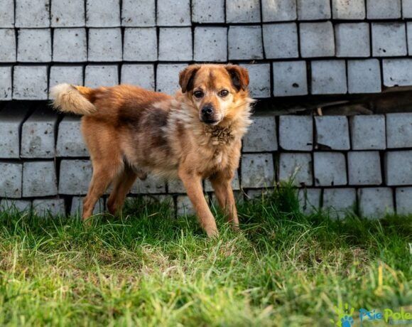 Miły, kochany piesek BALONIK rozgląda sie za domkiem!