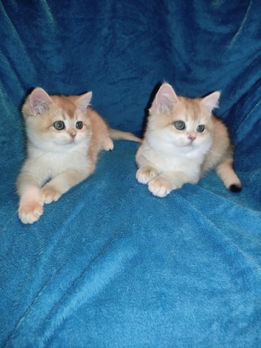 По літній ціні пропонується діточки британці золотої шиншили