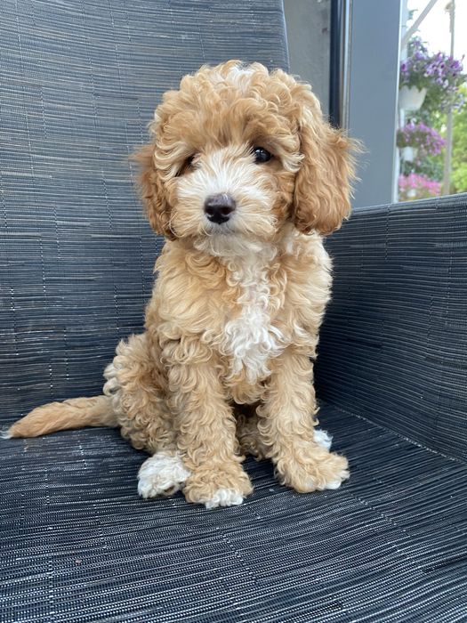 *Zarezerwowana* Milka Cavapoo F1B Pudel Miniaturowy & Cavapoo