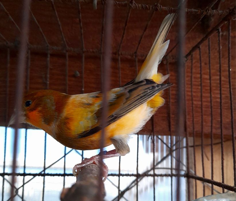 Клетки для кенарей