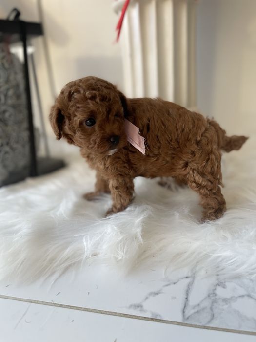 VIP Той-Пуделі  — Маленькі щастячка готові до переїзду