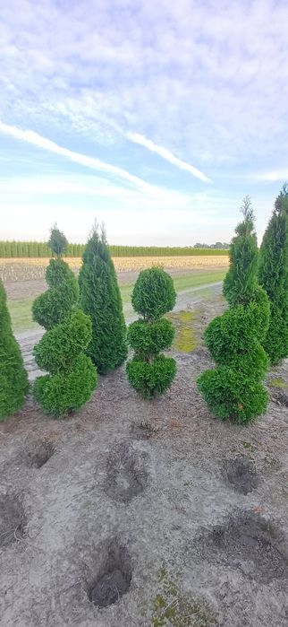 Thuja Szmaragd Spirale Kule