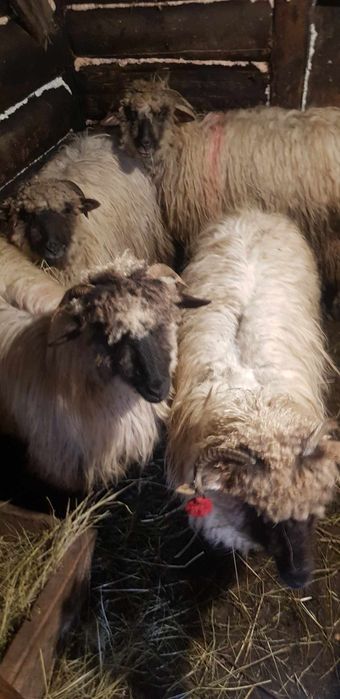 Вівці барани вівці