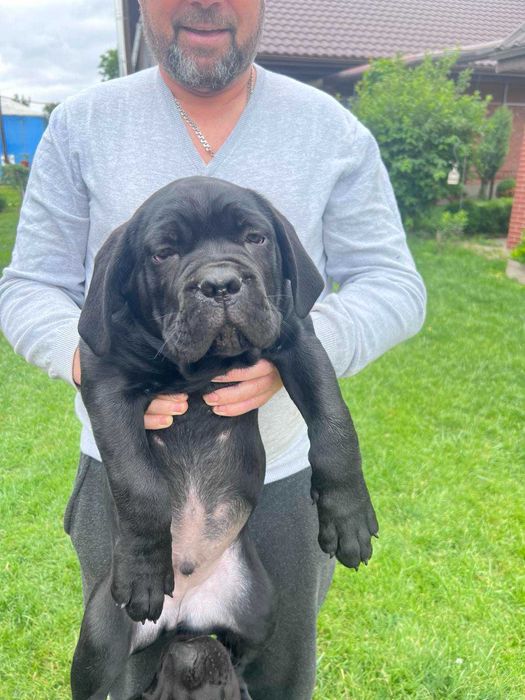 Продам цуценят КАНЕ КОРСО