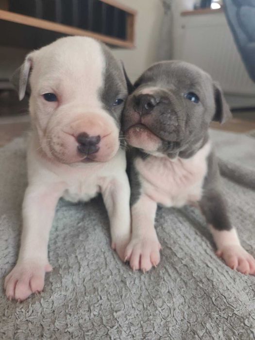 American Staffordshire Terrier AMSTAFF – szczenięta z rodowodem