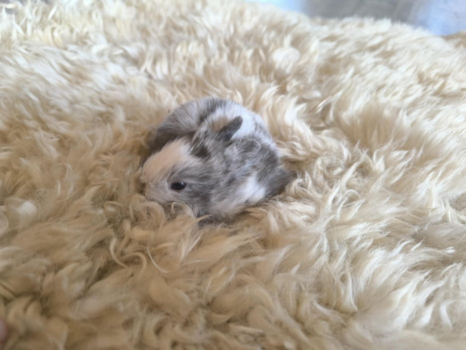 Lionhead młode króliczki