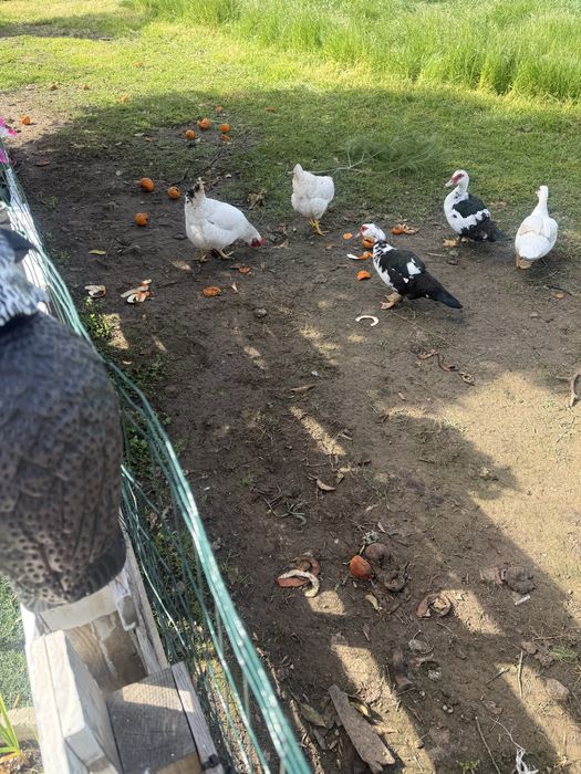 Vendo patas diversas mudas,a botar ovos,vendo ovos tambem