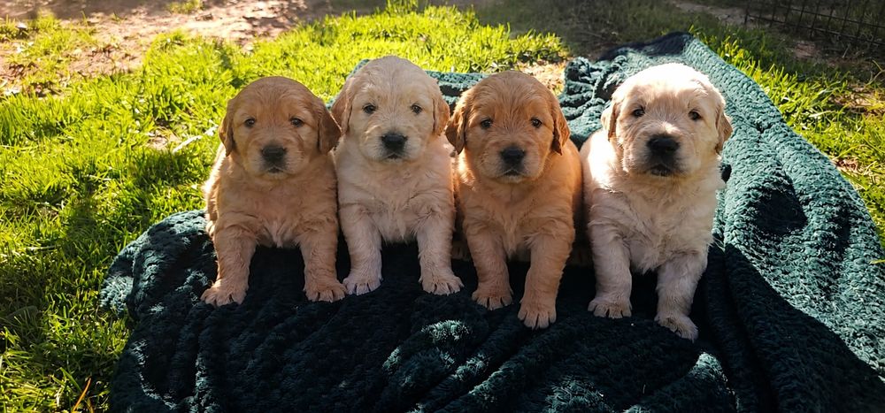 Golden Retriever ZKwP