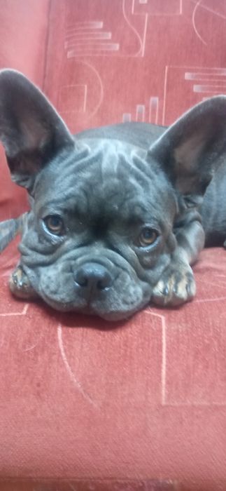 Бульдоги де франсе