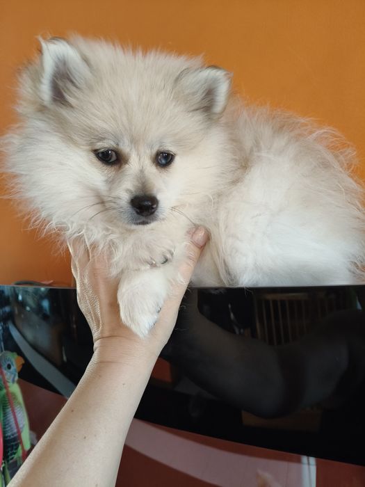Spitz alemão menino Red Merle