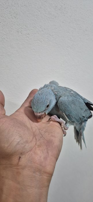 Ring nek criado a mão