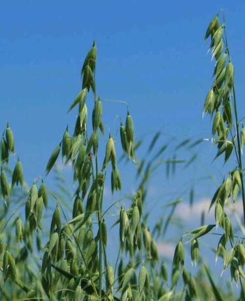 Овес Прокоп Заатбау