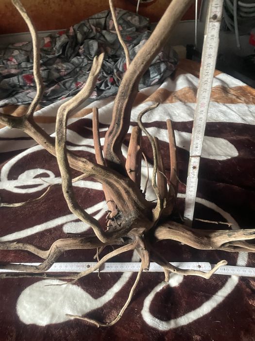 Duży korzen  Red Moor Wood tonacy