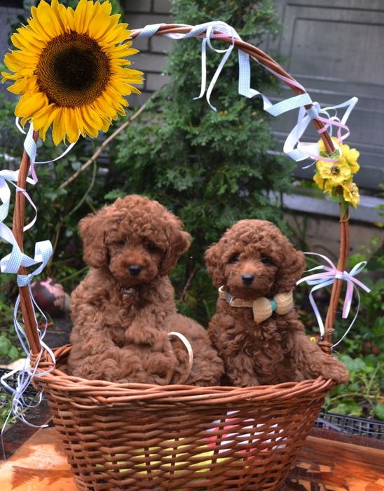 Вибір малюків той пудель