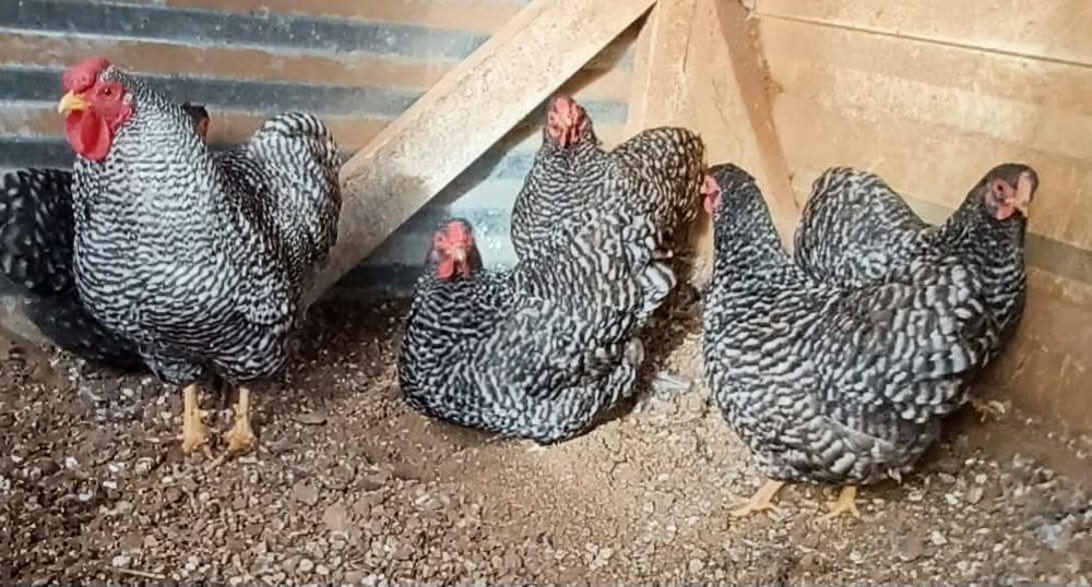 Jaja,jajka lęgowe  orpington, barnevelder,Brahma