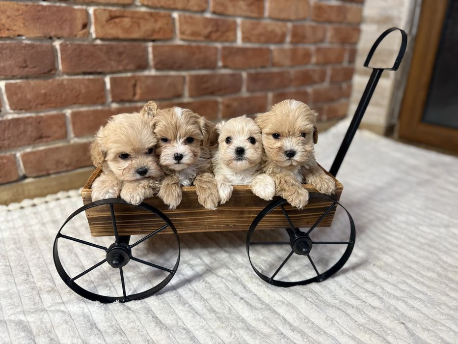 Maltipoo szczeniak