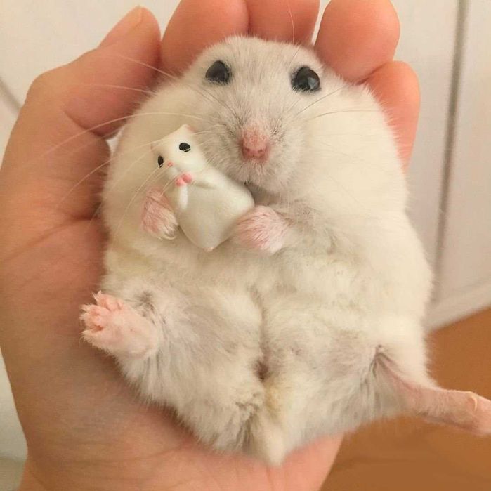 Роскошные джунгарские хомячки, белоснежного окраса, хомячата, хомяки