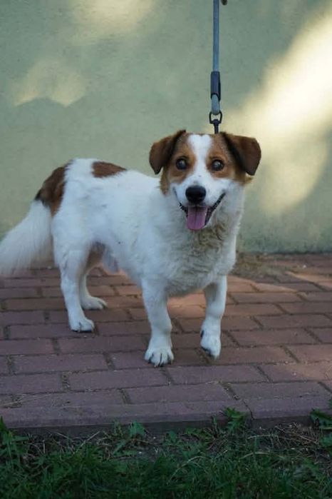 Niewidomy psinka do adopcji