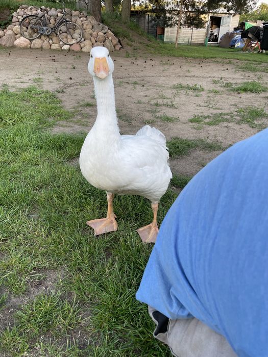 Gęsi landes parka i kołudzka