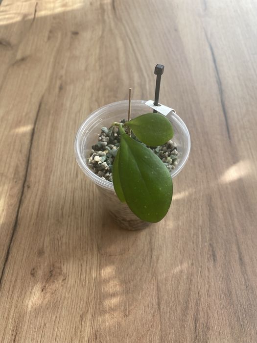 hoya mb 1247 „raspberry sun” #7 | hoja