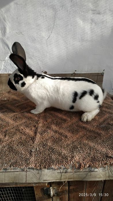 Продам кролі.Обміняю на зерно.