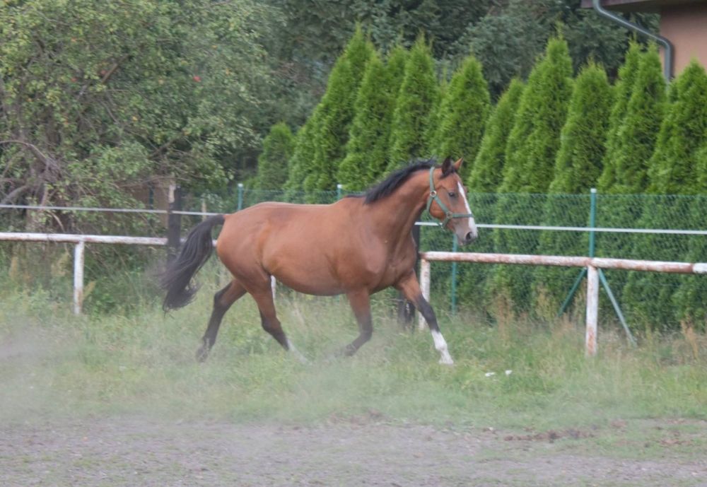 Klacz sp na sprzedaż