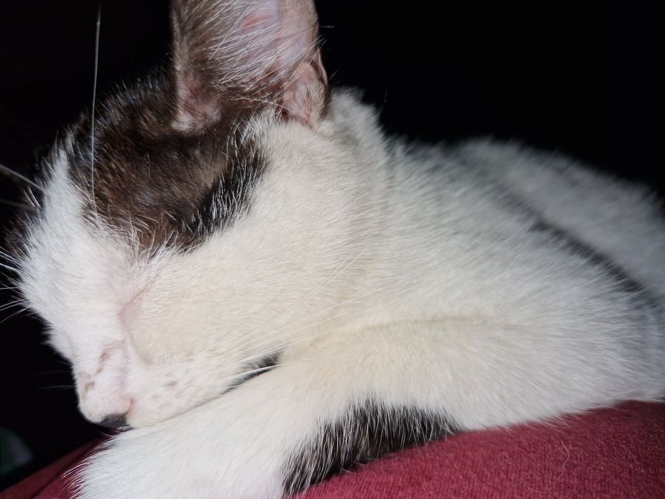 Кошеня, кіт, котики