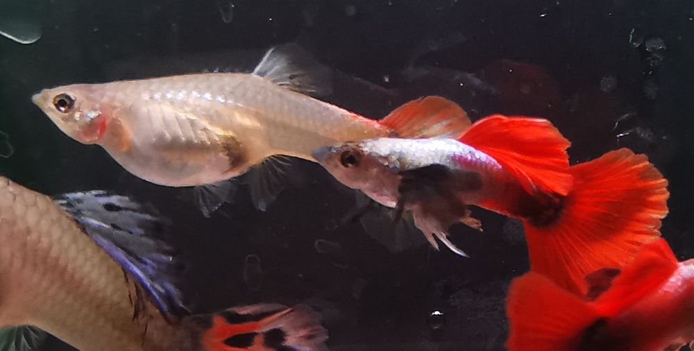 Gupiki z Naszej Hodowli , Sklep Altum Kraków Powstańców 34B