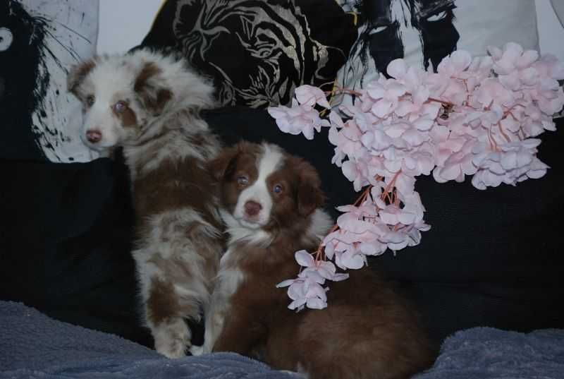 Suczka Border Collie / czekoladowo -biała