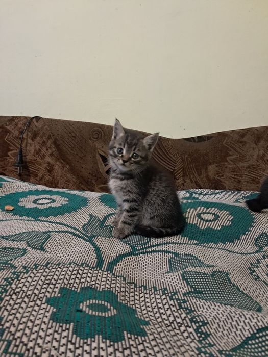 Котенята кошеня висловухі та прямовухі