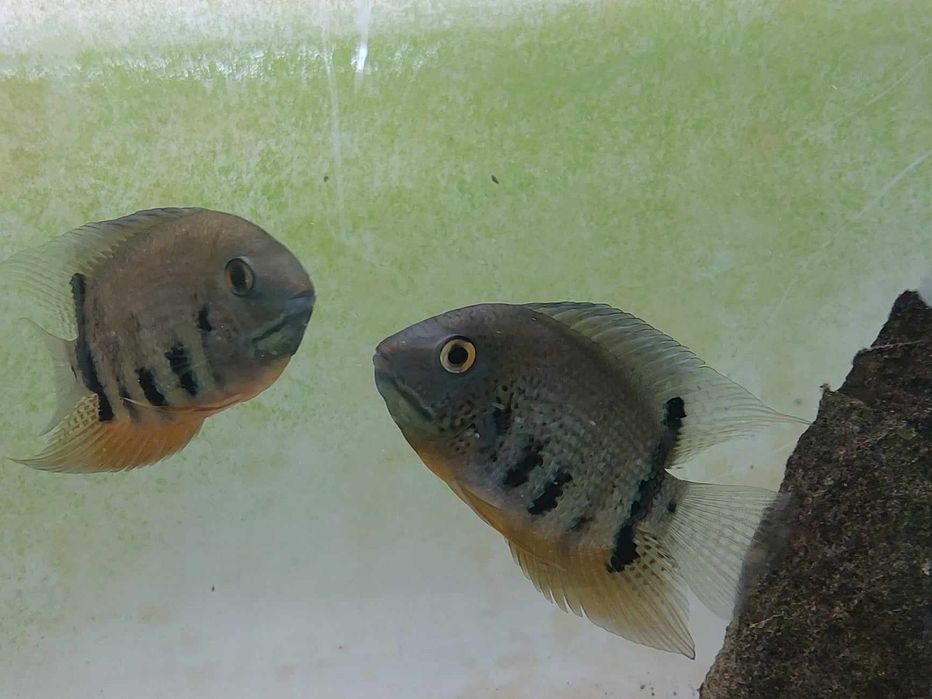 Tenho Heros  Severum jovens  para venda