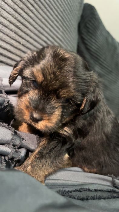 Oddam pieski mix york-shih tzu