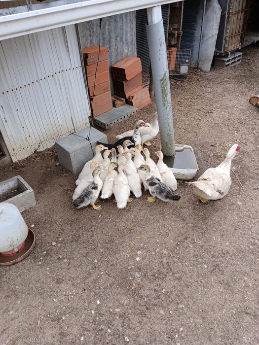 Patos com 1 mês de vida