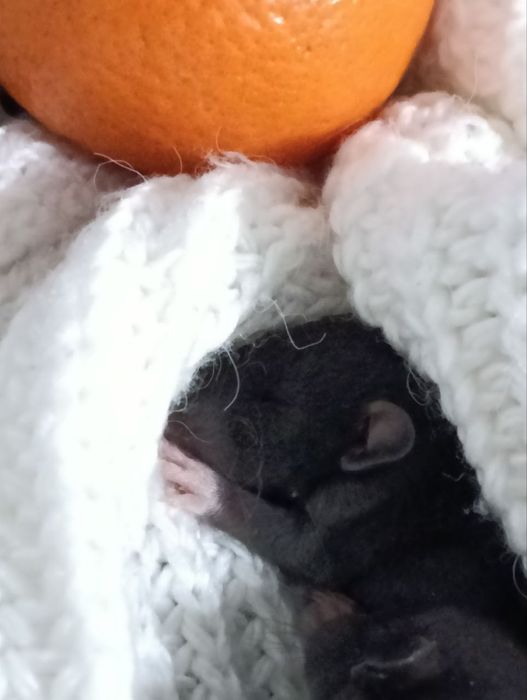 Młode szczurki Dumbo/Dumbo Rex